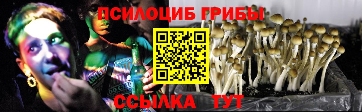 Тайшет  Псилоцибиновые грибы мицелий  Вход с VPN  сколько стоит  Псилоцибиновые грибы прущие грибы 